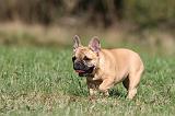 BOULEDOGUE FRANCAIS 625